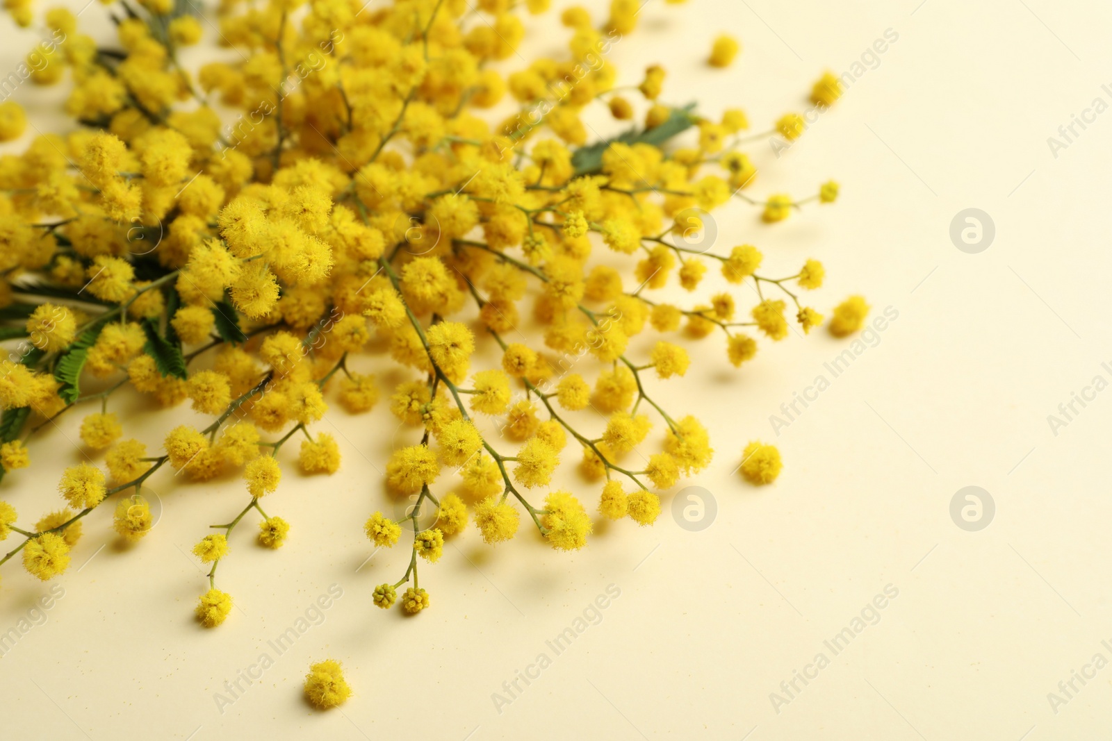 Photo of Beautiful floral composition with mimosa flowers on beige background, closeup
