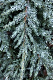 Photo of Plant in ice glaze outdoors on winter day, closeup