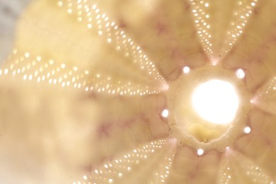Photo of Beautiful sea urchin as background, closeup view