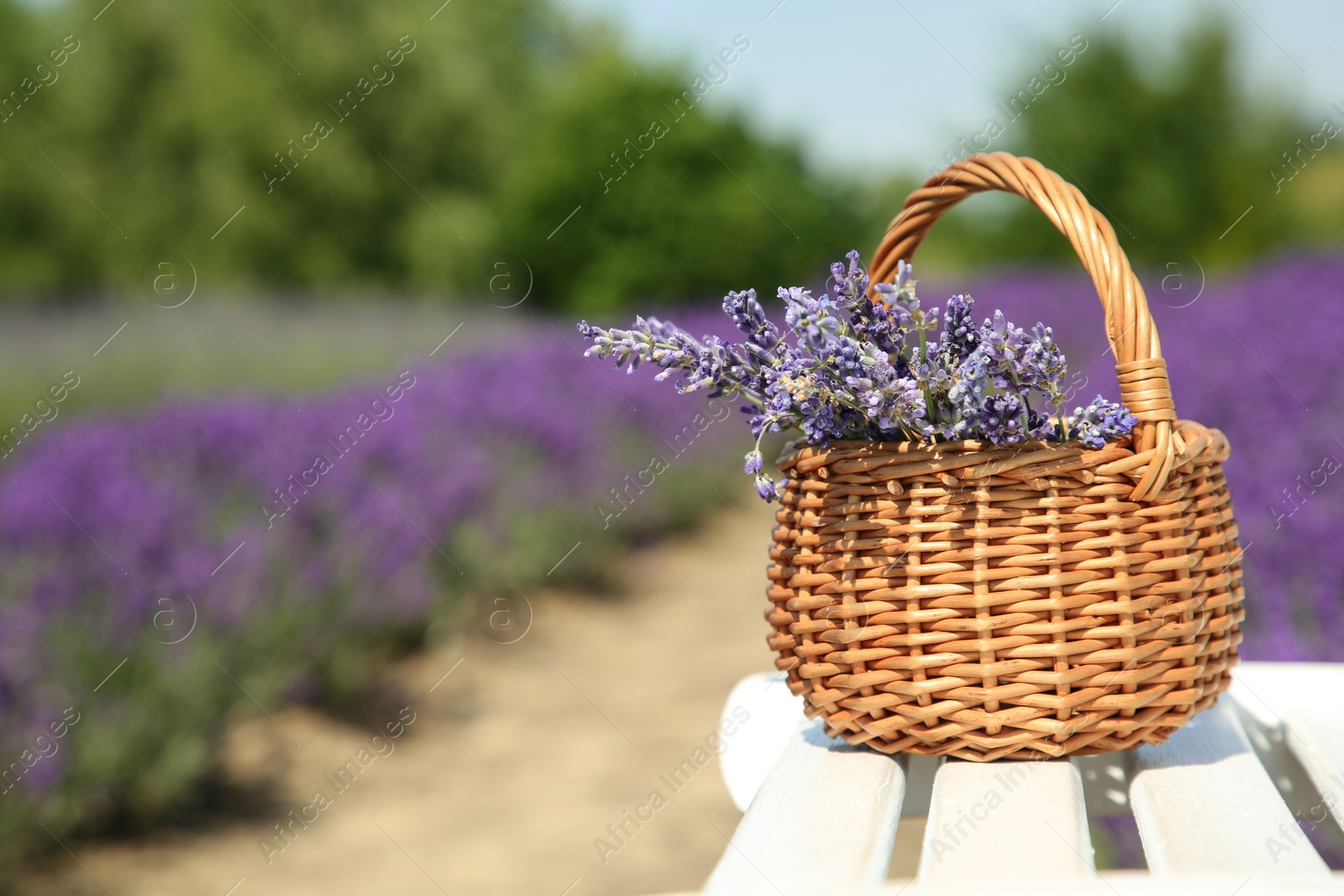 Photo of Wicker bag with beautiful lavender flowers on white wooden bench in field, space for text