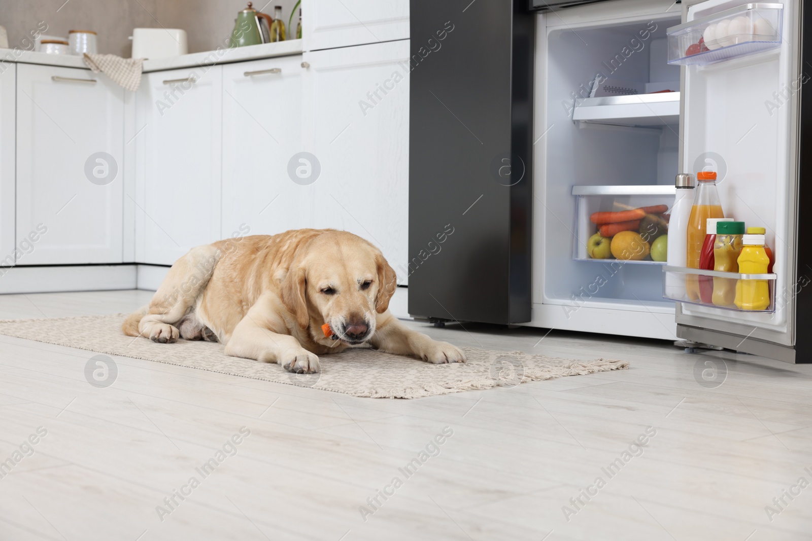 Photo of Cute Labrador Retriever eating carrot near refrigerator in kitchen