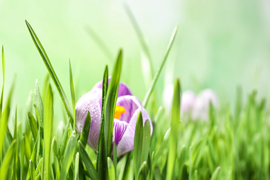 Fresh green grass and crocus flower with dew, closeup. Spring season