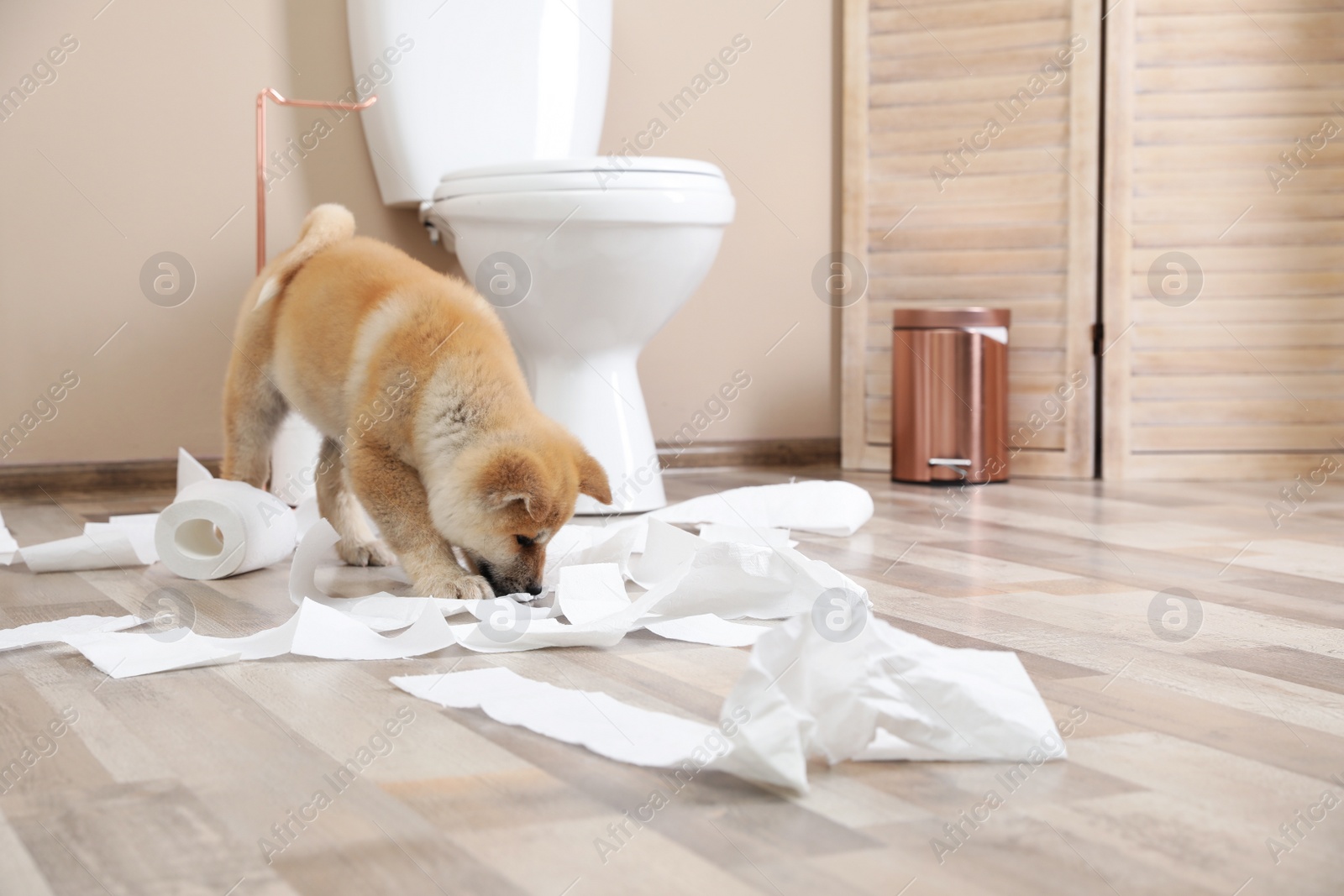 Photo of Adorable Akita Inu puppy playing with toilet paper at home, space for text