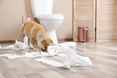 Photo of Adorable Akita Inu puppy playing with toilet paper at home, space for text