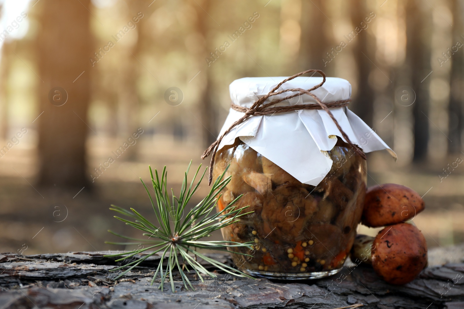 Photo of Fresh and pickled mushrooms in forest, closeup