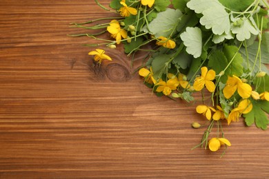 Photo of Celandine with yellow flowers and green leaves on wooden table, flat lay. Space for text