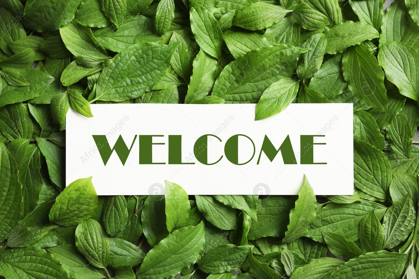 Image of Card with word WELCOME on green leaves, top view