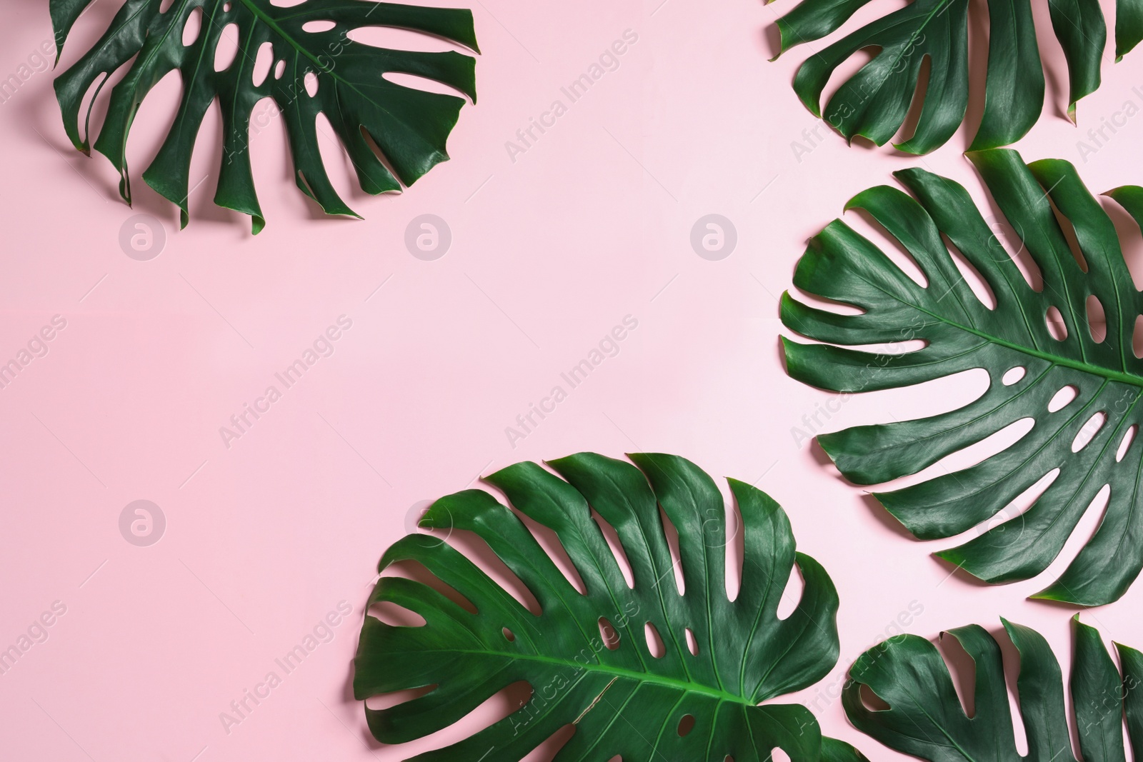 Photo of Green fresh monstera leaves on color background, flat lay with space for text. Tropical plant