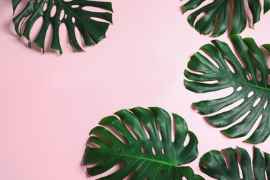 Green fresh monstera leaves on color background, flat lay with space for text. Tropical plant