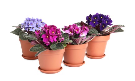 Beautiful potted violets on white background. Plants for house decor