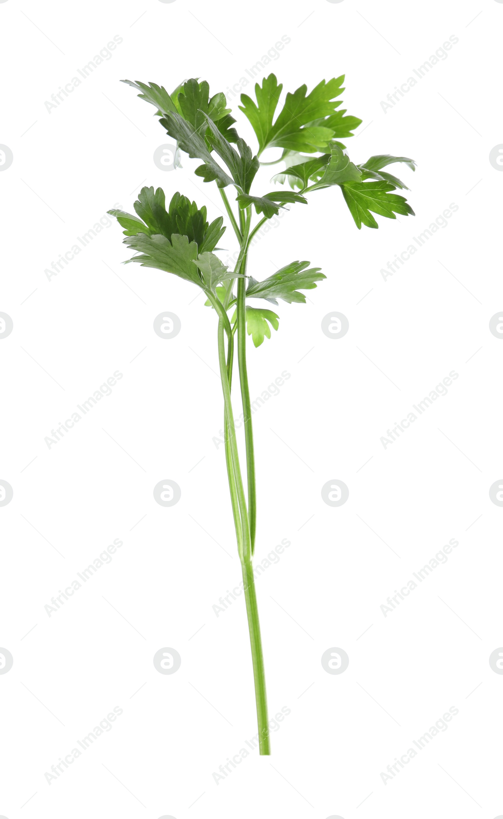 Photo of Aromatic fresh green parsley isolated on white