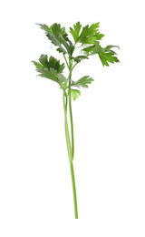 Photo of Aromatic fresh green parsley isolated on white