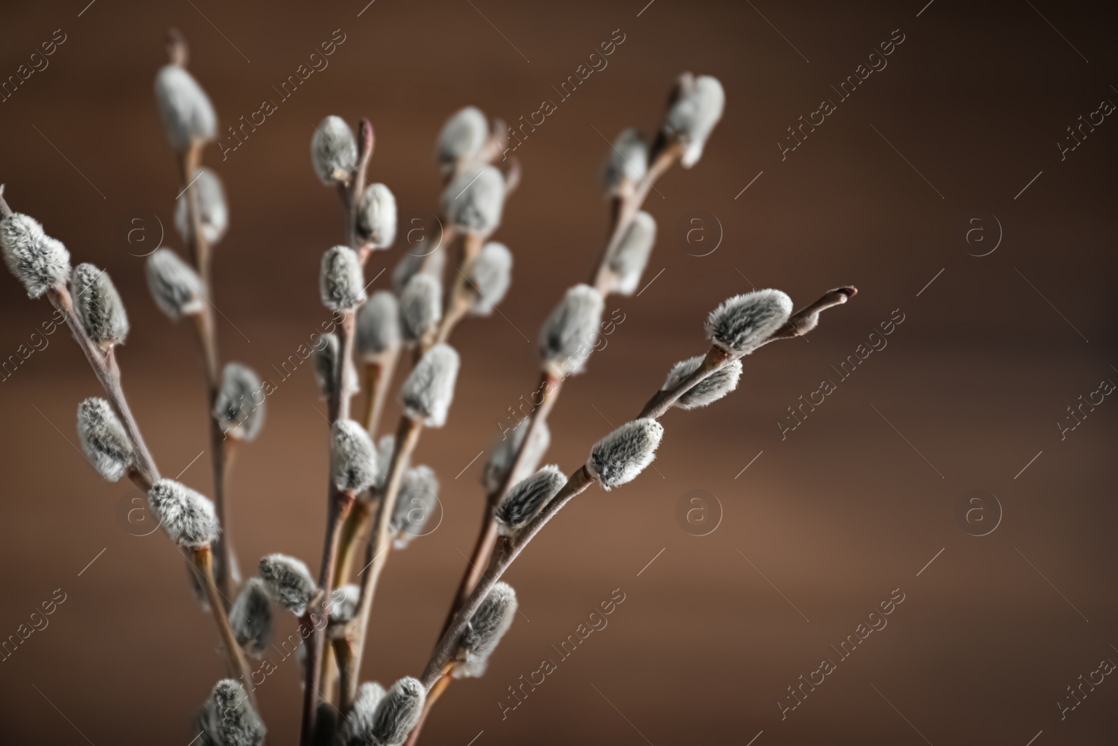 Photo of Beautiful bouquet of pussy willow branches on brown background, closeup