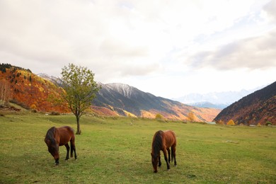 Photo of Brown horses grazing on meadow in mountains outdoors. Beautiful pets