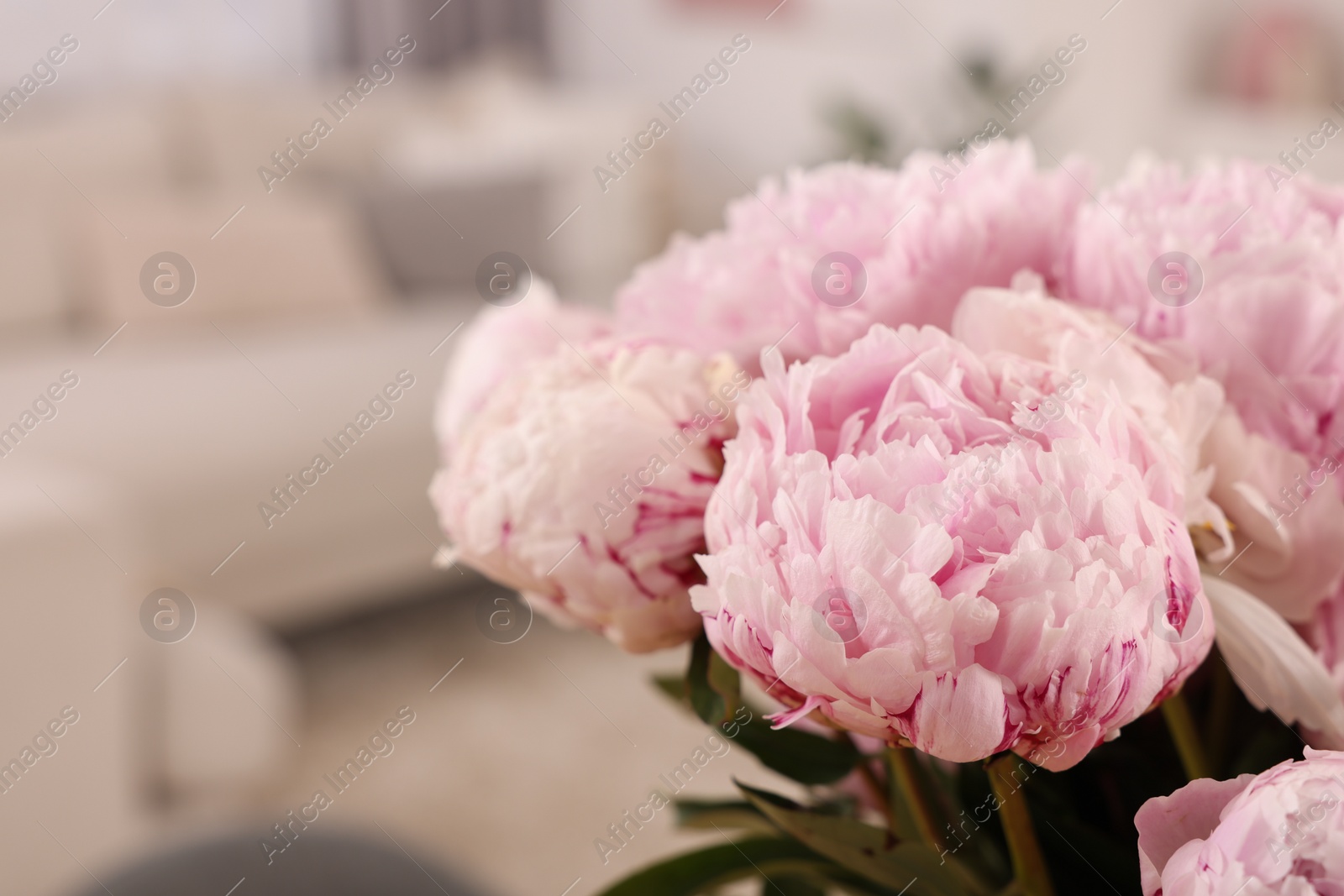 Photo of Beautiful pink peonies on blurred background, closeup. Space for text