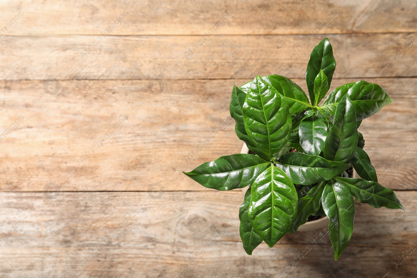 Photo of Fresh coffee plant with green leaves in pot on wooden table, above view. Space for text