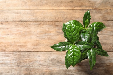 Photo of Fresh coffee plant with green leaves in pot on wooden table, above view. Space for text