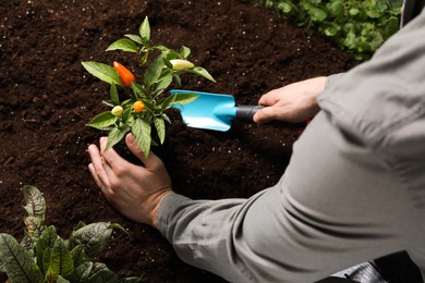 Man transplanting pepper plant into soil, closeup