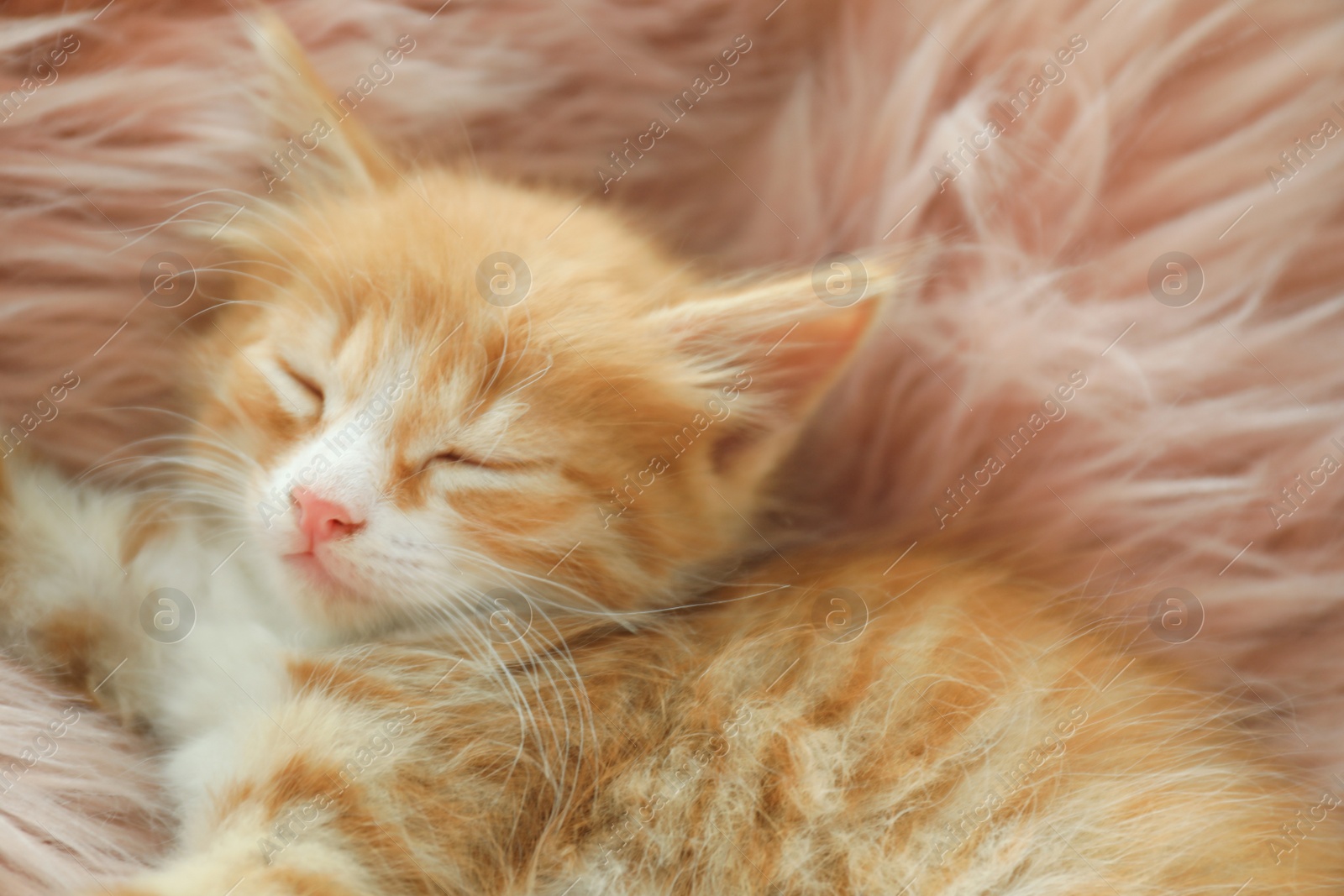 Photo of Cute sleeping little kitten on pink furry blanket, closeup view