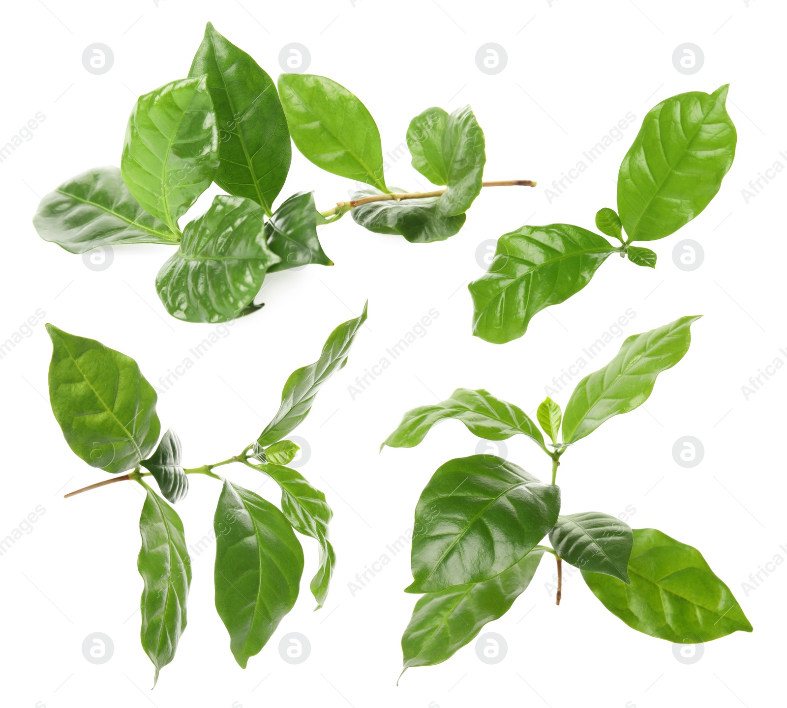 Image of Branches with fresh green leaves of coffee plant on white background, collage