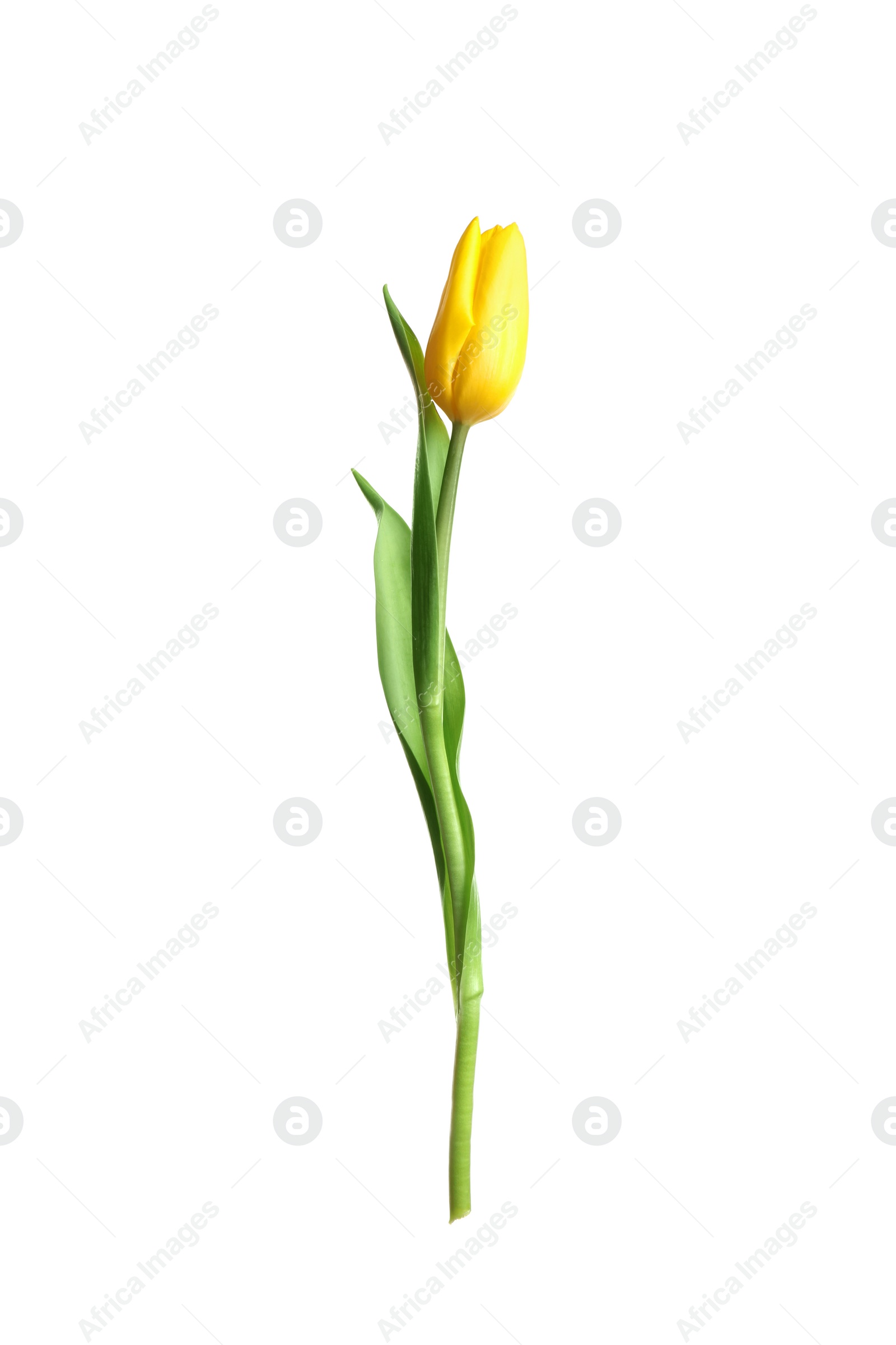 Photo of Beautiful tender spring tulip isolated on white