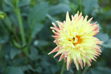 Beautiful blooming dahlia flower in green garden, closeup