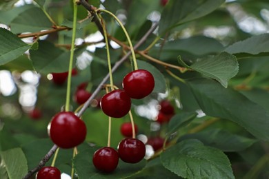 Photo of Closeup view of cherry tree with ripe red berries outdoors