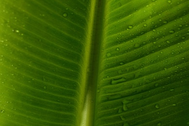 Photo of Fresh green banana leaf with water drops as background, closeup. Tropical foliage