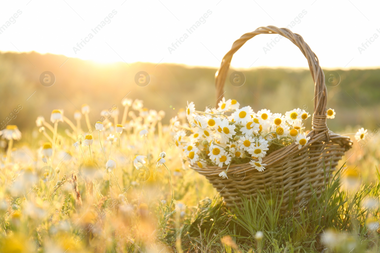 Photo of Wicker basket with beautiful chamomiles in meadow on sunny day