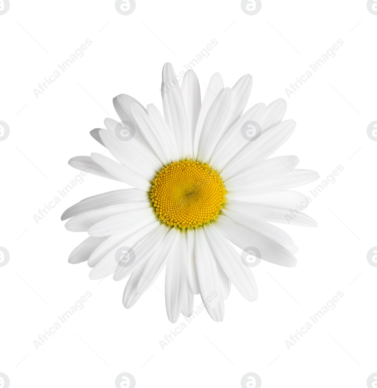 Photo of Beautiful fragrant chamomile flower isolated on white