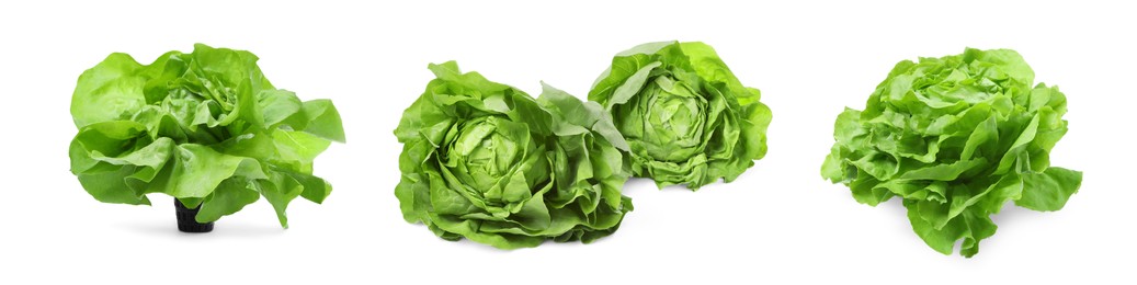 Set of fresh butterhead lettuce on white background, different views