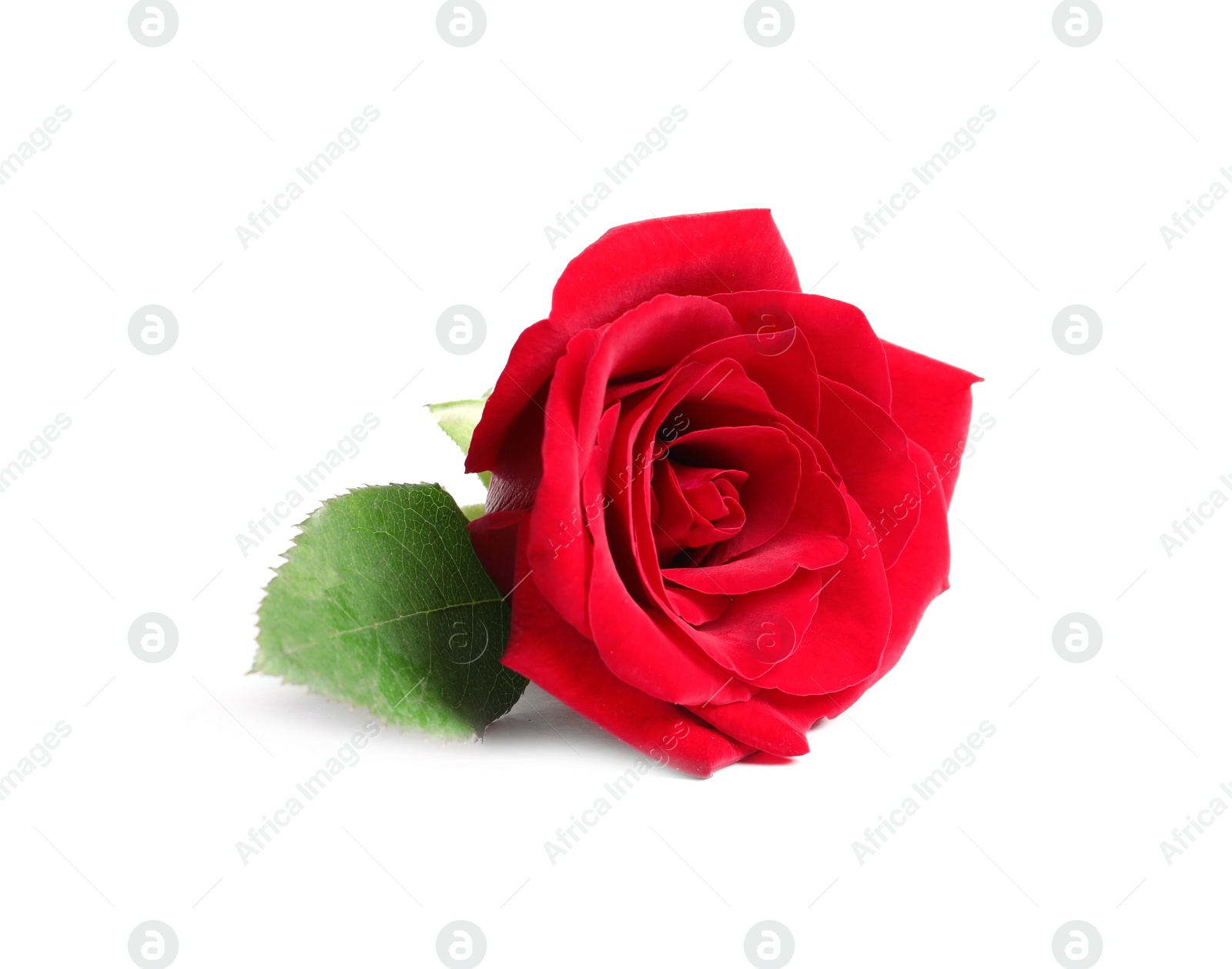 Photo of Beautiful red rose flower on white background