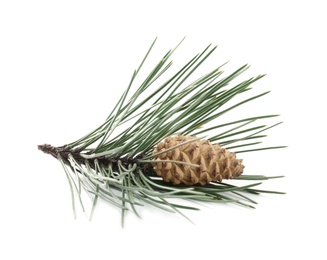 Photo of Green pine branch with cone isolated on white