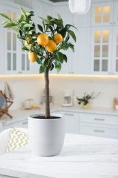 Photo of Potted lemon tree with ripe fruits on kitchen countertop