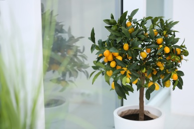 Photo of Potted kumquat tree near window indoors. Interior design