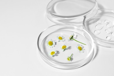Petri dishes with chamomile flowers and cosmetic product on white background, closeup
