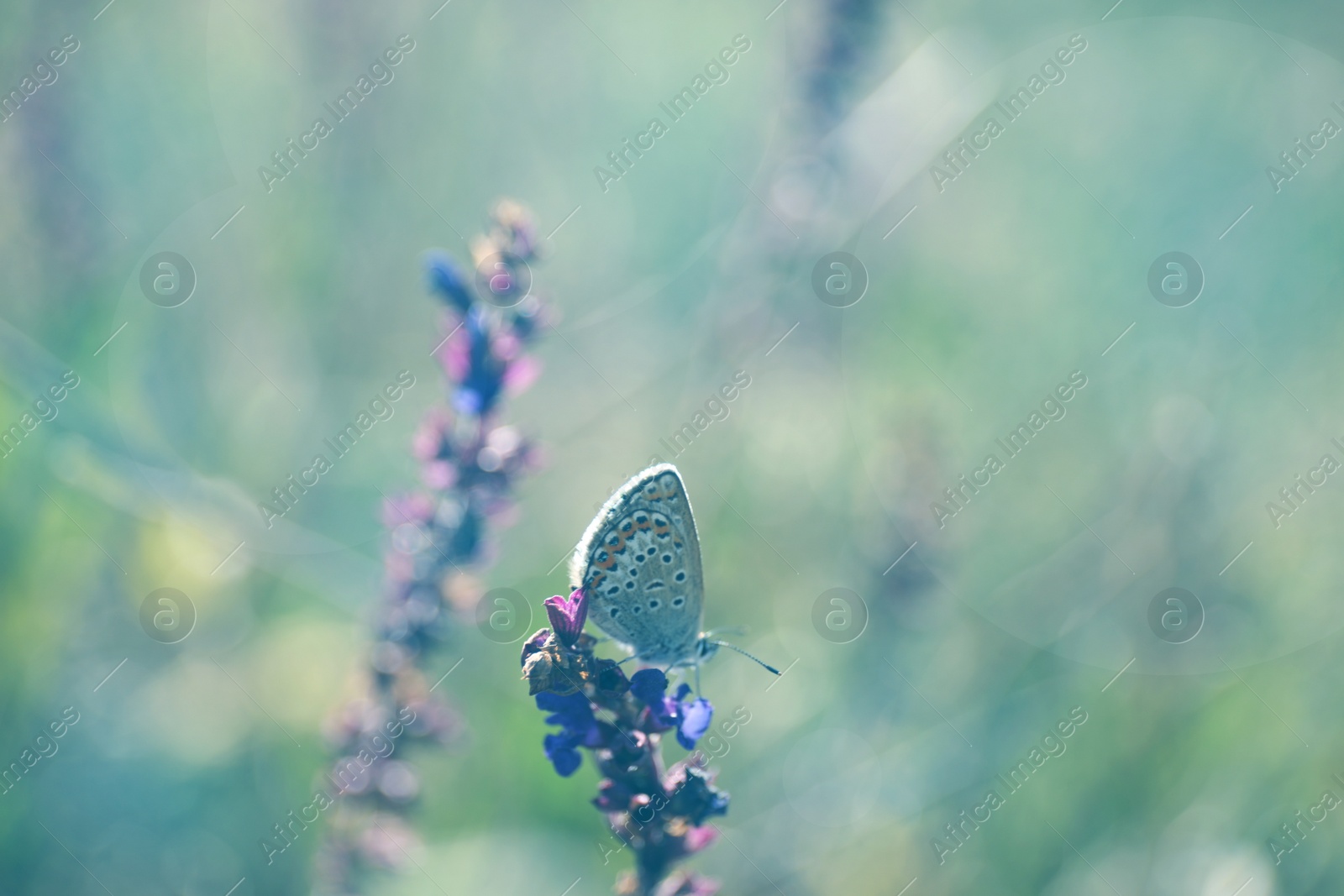 Photo of Beautiful Adonis blue butterfly on flower in field, closeup. Space for text