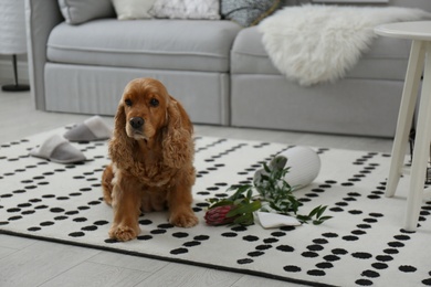 Photo of Brown cocker spaniel dog sitting near broken vase with flowers in living room
