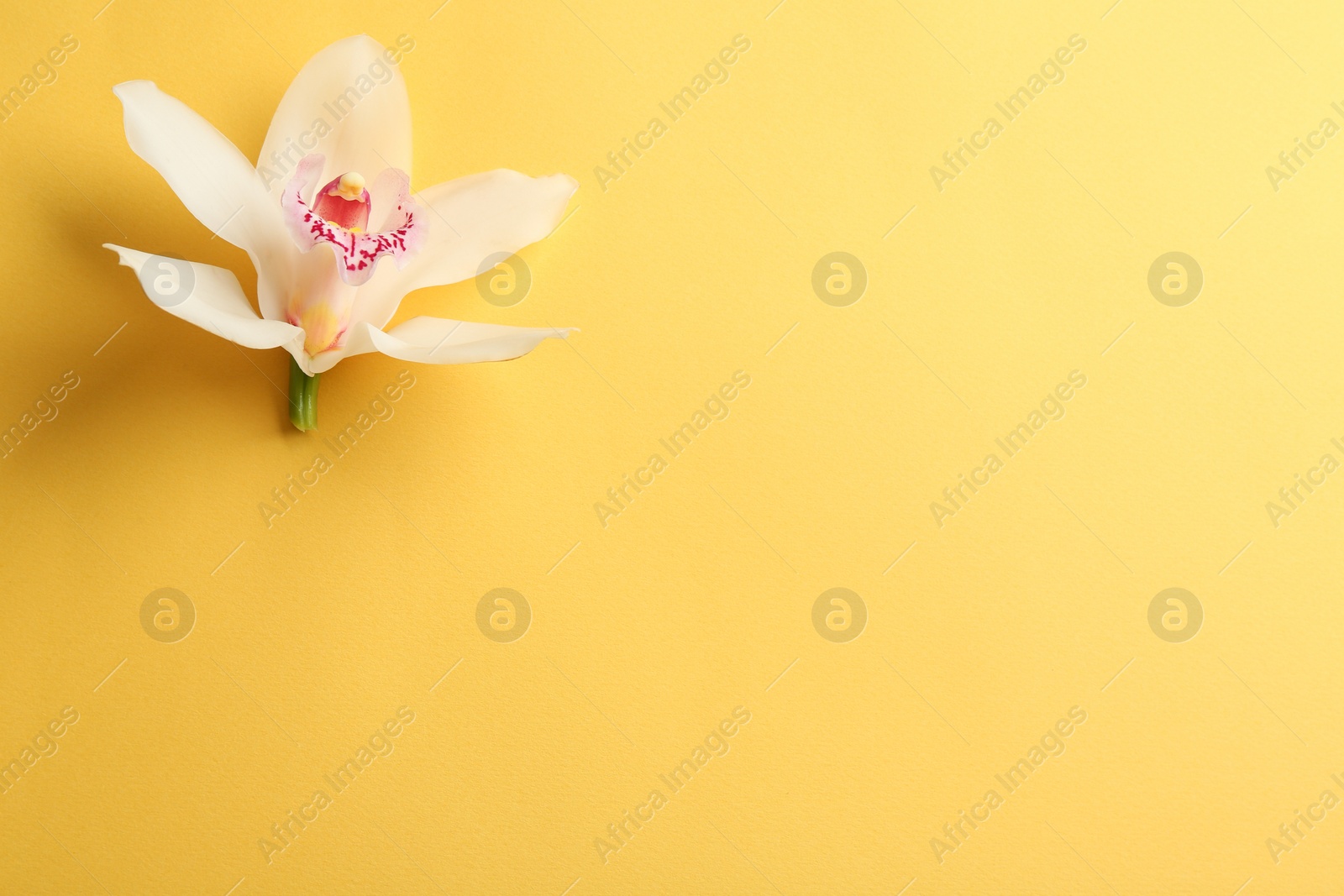 Photo of Beautiful tropical orchid flower on color background, top view. Space for text