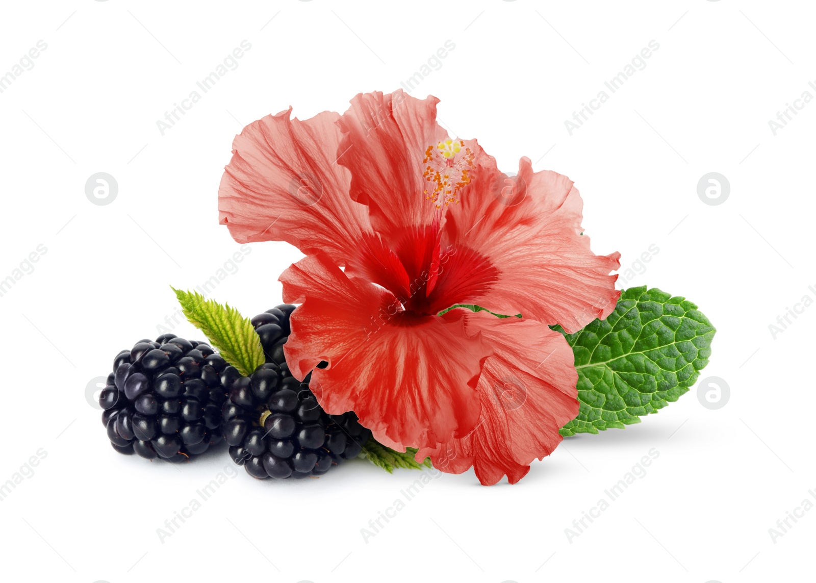 Image of Beautiful hibiscus flower, fresh tasty blackberries and mint on white background