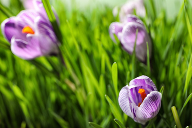 Photo of Fresh grass and crocus flowers on light green background, closeup. Spring season
