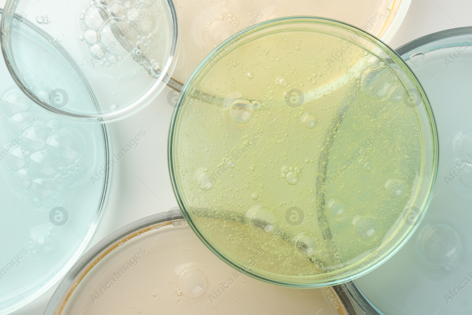 Photo of Petri dishes with different liquid samples on white background, top view