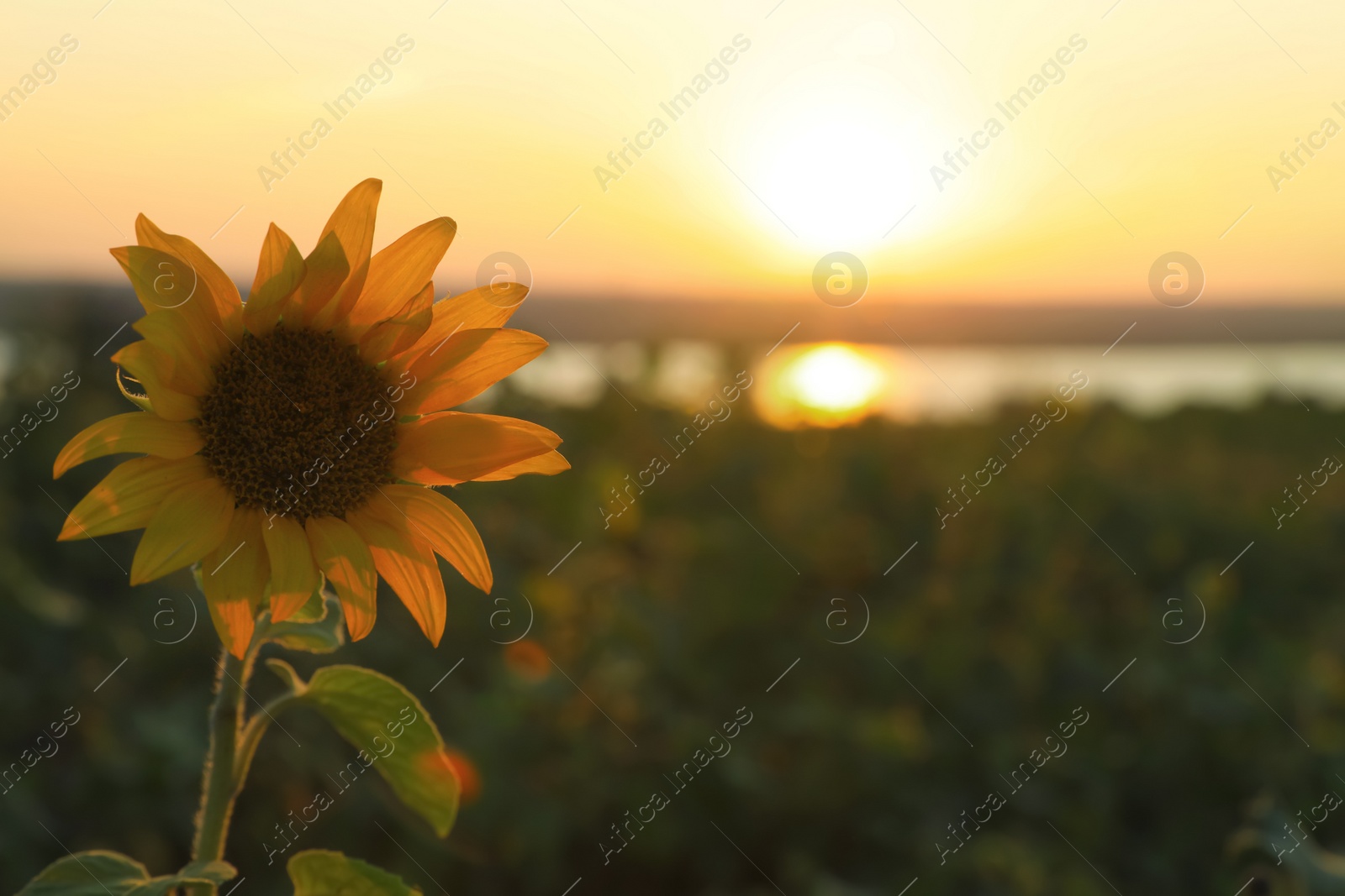 Photo of Beautiful sunflower at sunrise, closeup. Space for text