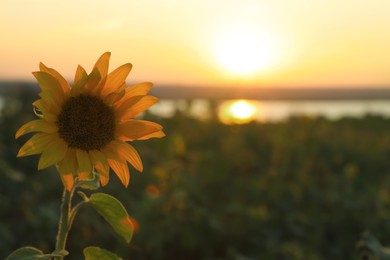 Beautiful sunflower at sunrise, closeup. Space for text
