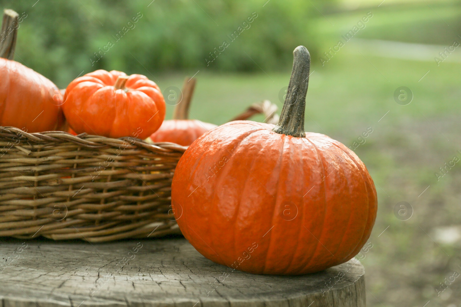 Photo of Many orange pumpkins and wicker basket on stump in garden, closeup