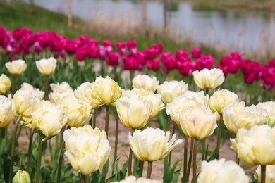 Beautiful colorful tulip flowers growing in field