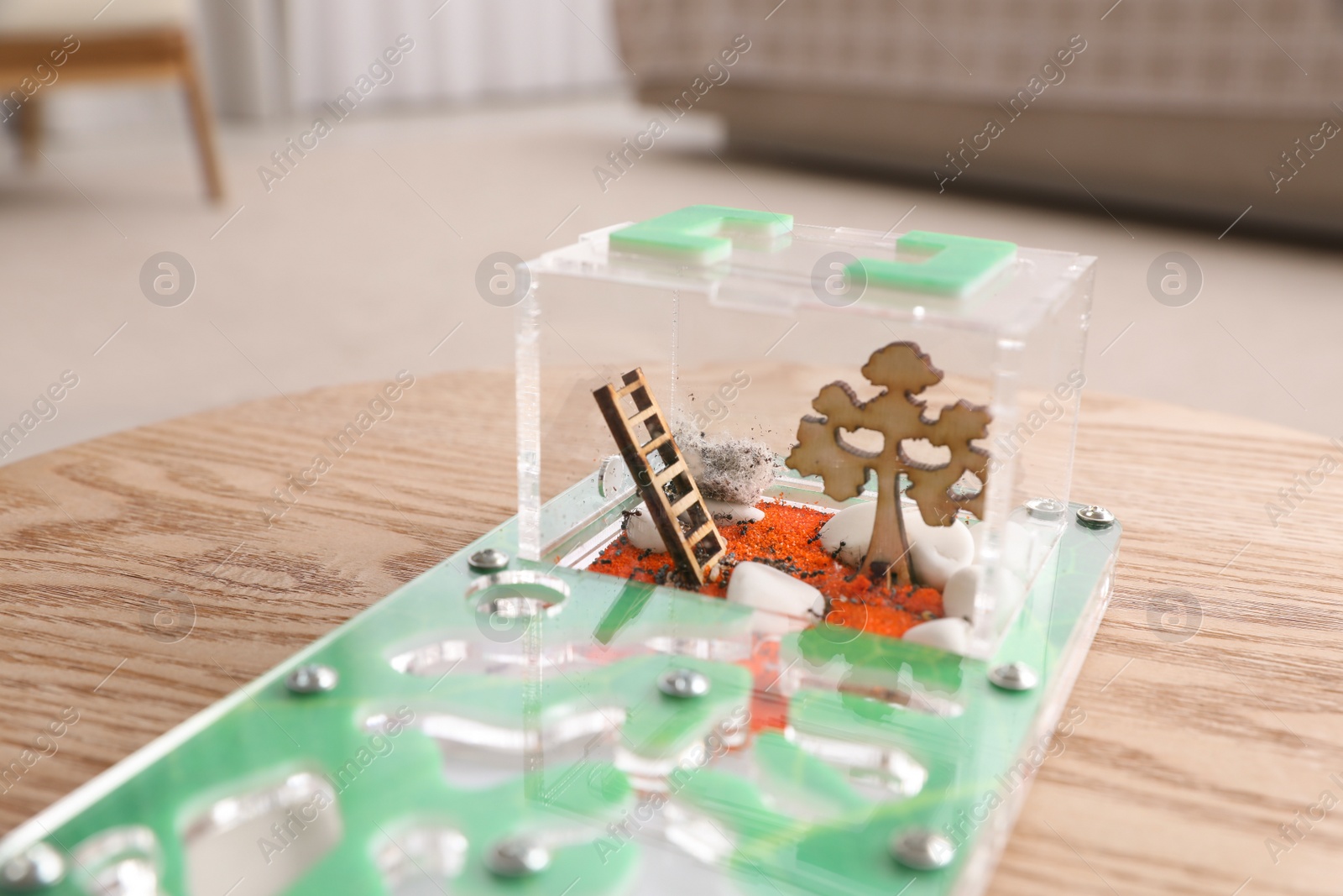 Photo of Ant farm (formicarium) on table, closeup view