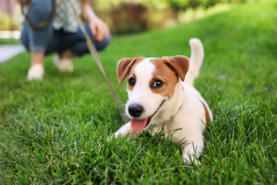 Photo of Adorable Jack Russell Terrier dog on green grass outdoors