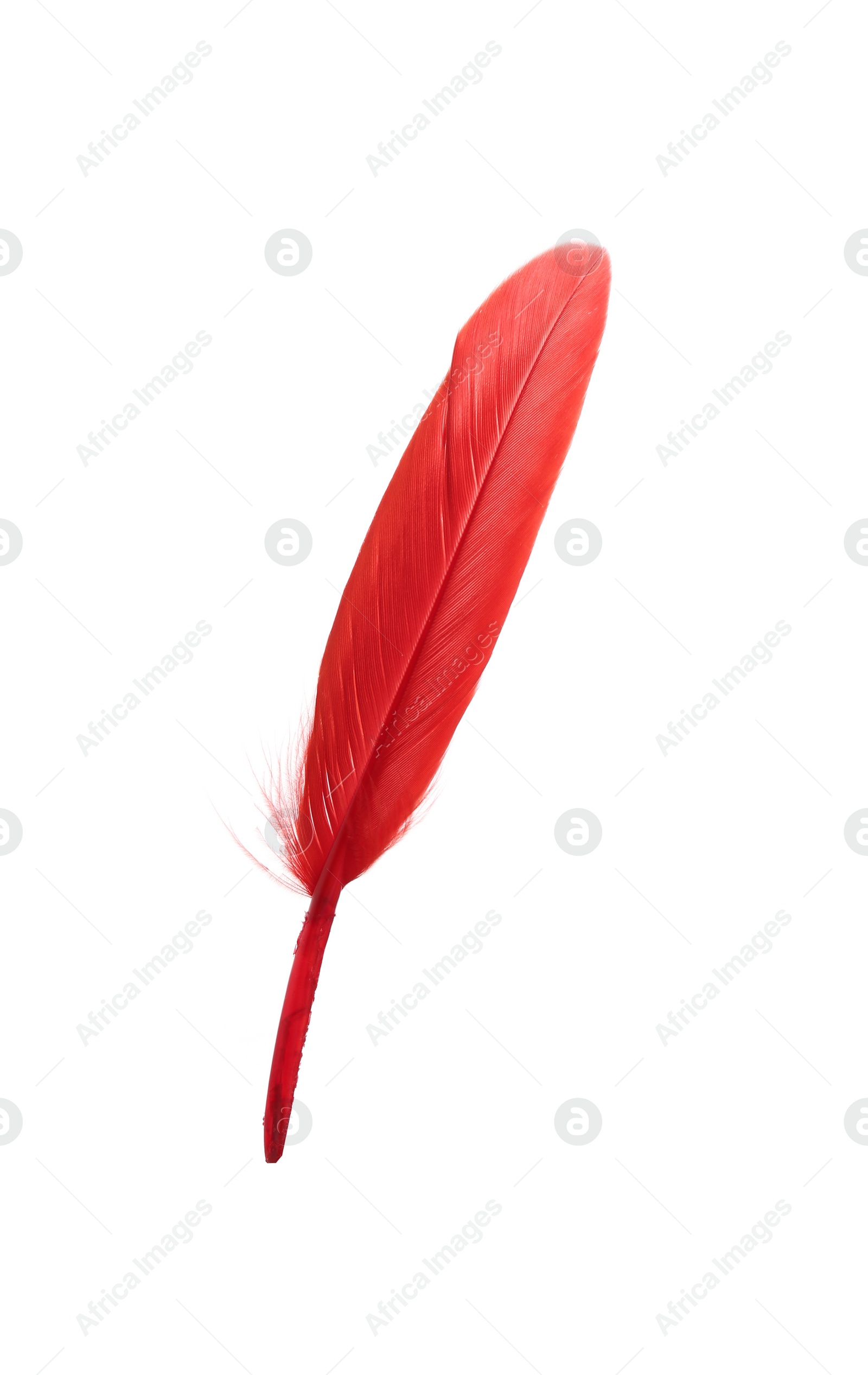 Photo of Fluffy beautiful red feather isolated on white