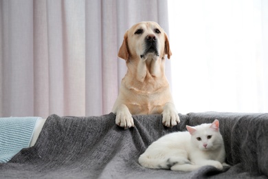 Photo of Adorable dog looking into camera and cat together at home. Friends forever